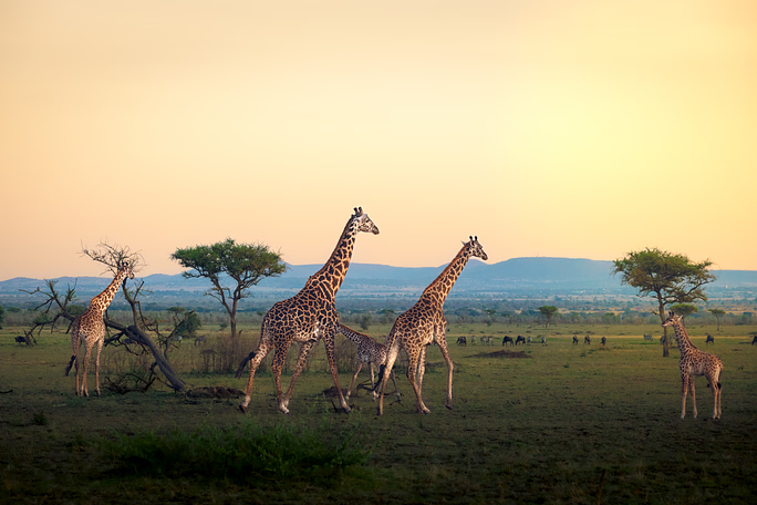 Tanzania