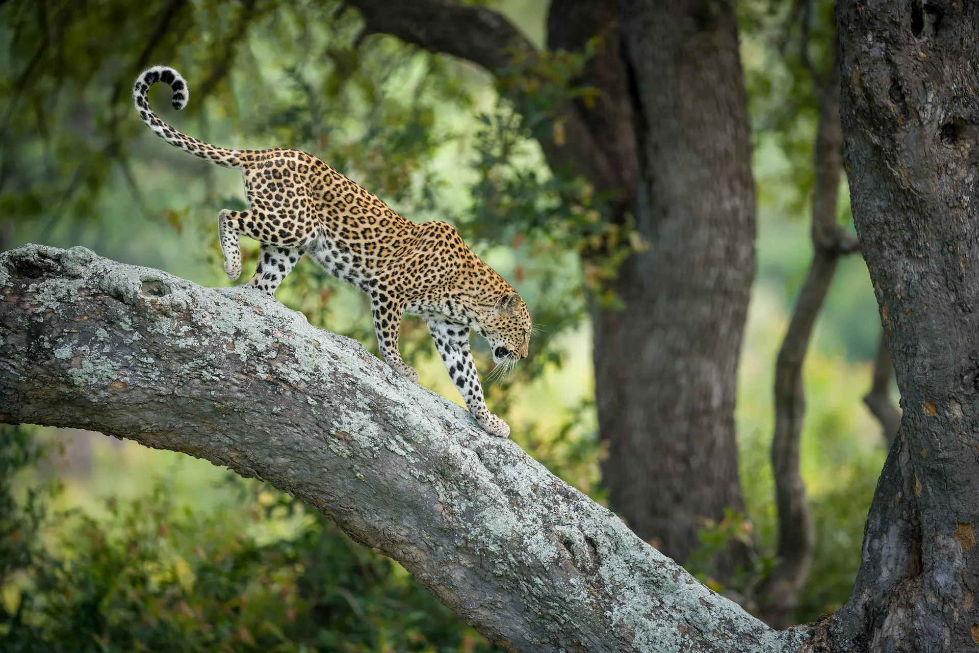 South Africa