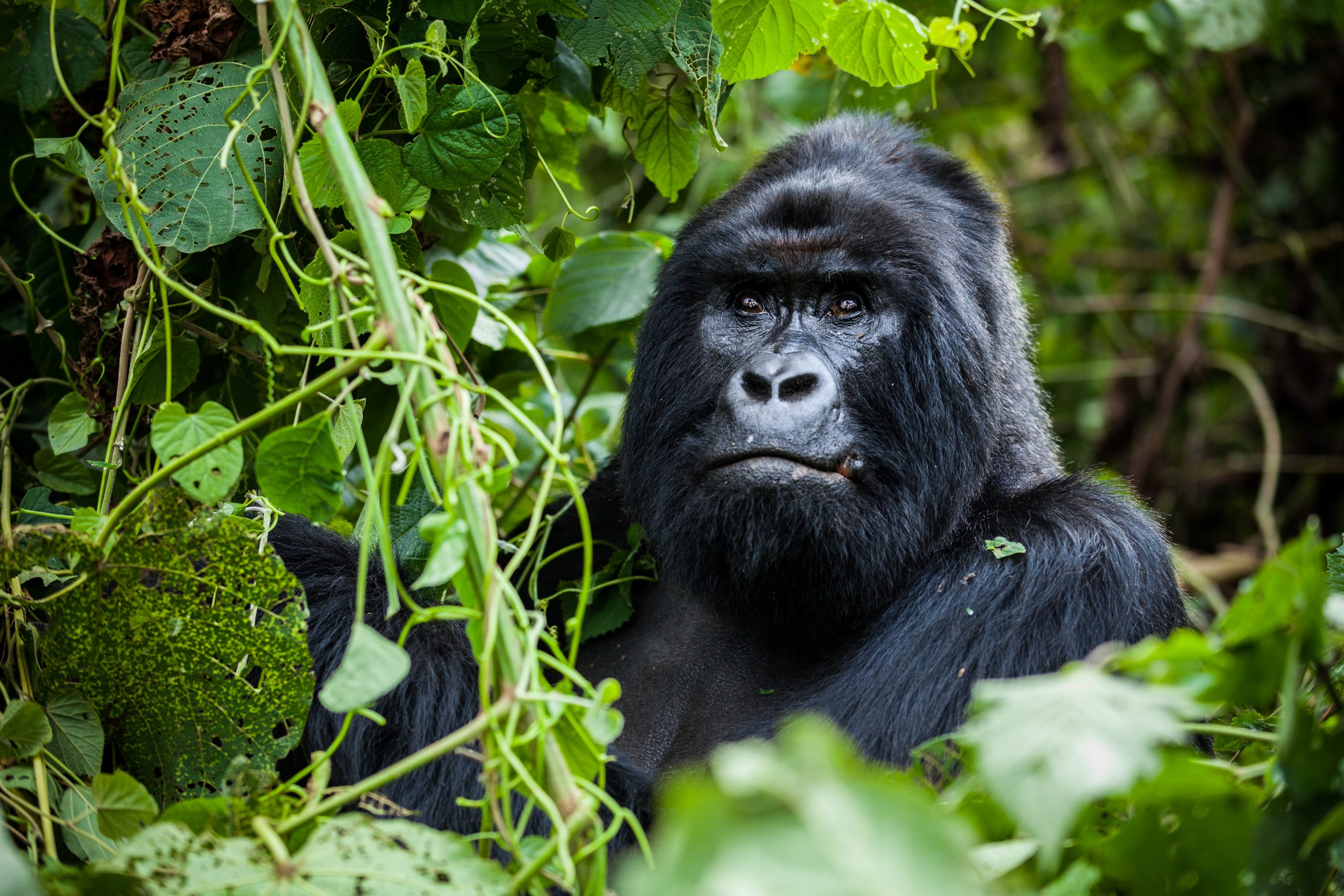 Rwanda