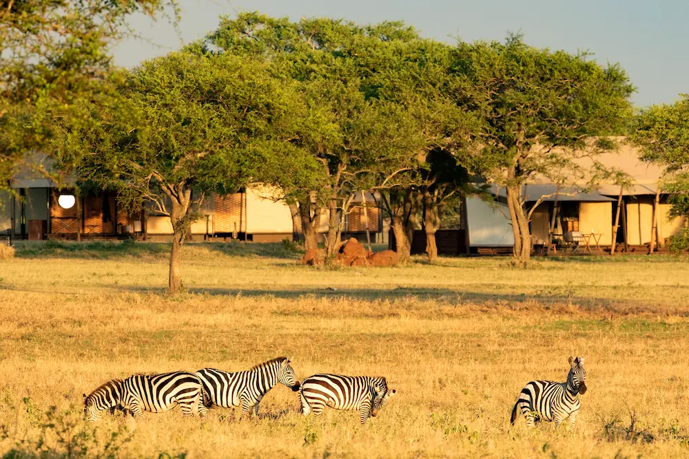 Singita Sabora Tented Camp_Zebra in the Camp (1)