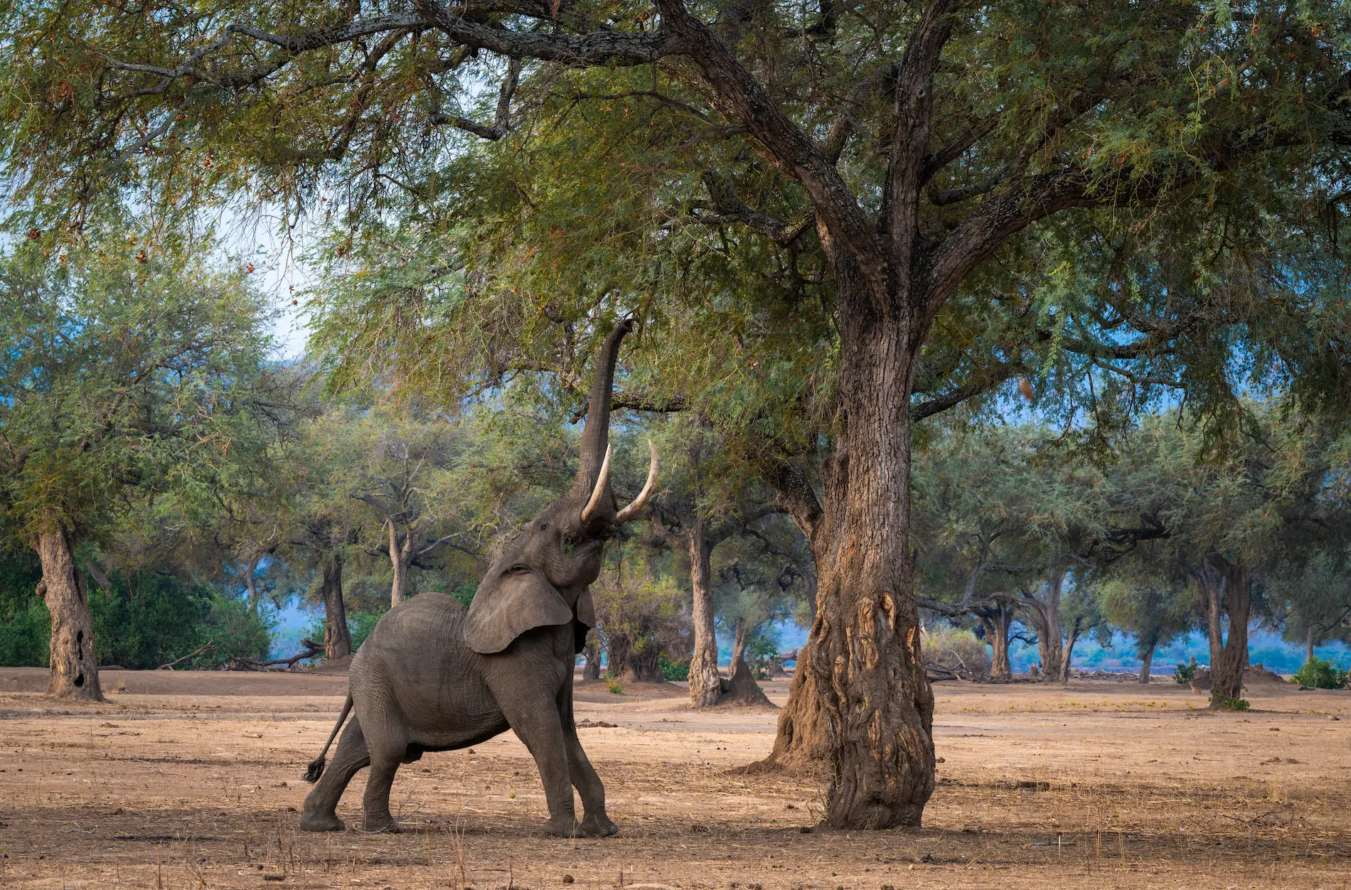 Zambia